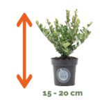 Ilex 15 - 20 cm - Afbeelding 2