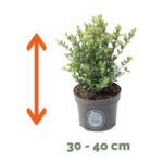 Ilex 30 - 40 cm - Afbeelding 2