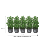 Ilex 30 - 40 cm - Afbeelding 3