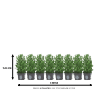Ilex 15 - 20 cm - Afbeelding 3