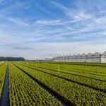 Ilex 15 - 20 cm - Afbeelding 4