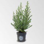 Ilex 70 - 90 cm