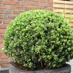 Ilex Bol - Ø25 cm - Afbeelding 3