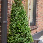 Ilex kegels - Afbeelding 2