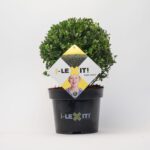 Ilex Bol - Ø15 cm