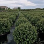 Ilex Bol - Ø25 cm - Afbeelding 6