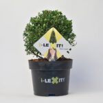 Ilex Bol - Ø20 cm
