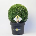 Ilex Bol - Ø35 cm