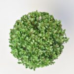 Ilex Bol - Ø15 cm - Afbeelding 5