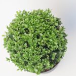 Ilex Bol - Ø25 cm - Afbeelding 4