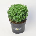 Ilex Bol - Ø25 cm - Afbeelding 5