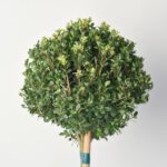 Ilex bol op stam - Stam 50 cm - Ø25 cm+ - Afbeelding 4