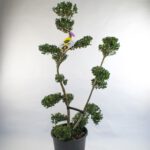 Ilex Bonsai 100 cm