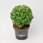 Ilex Bol - Ø15 cm - Afbeelding 3