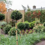 Ilex bol op stam - Stam 50 cm - Ø25 cm+ - Afbeelding 3
