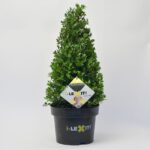 Ilex Kegel - 50/+ cm