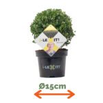Ilex Bol - Ø15 cm - Afbeelding 2