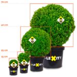 Ilex Bollen