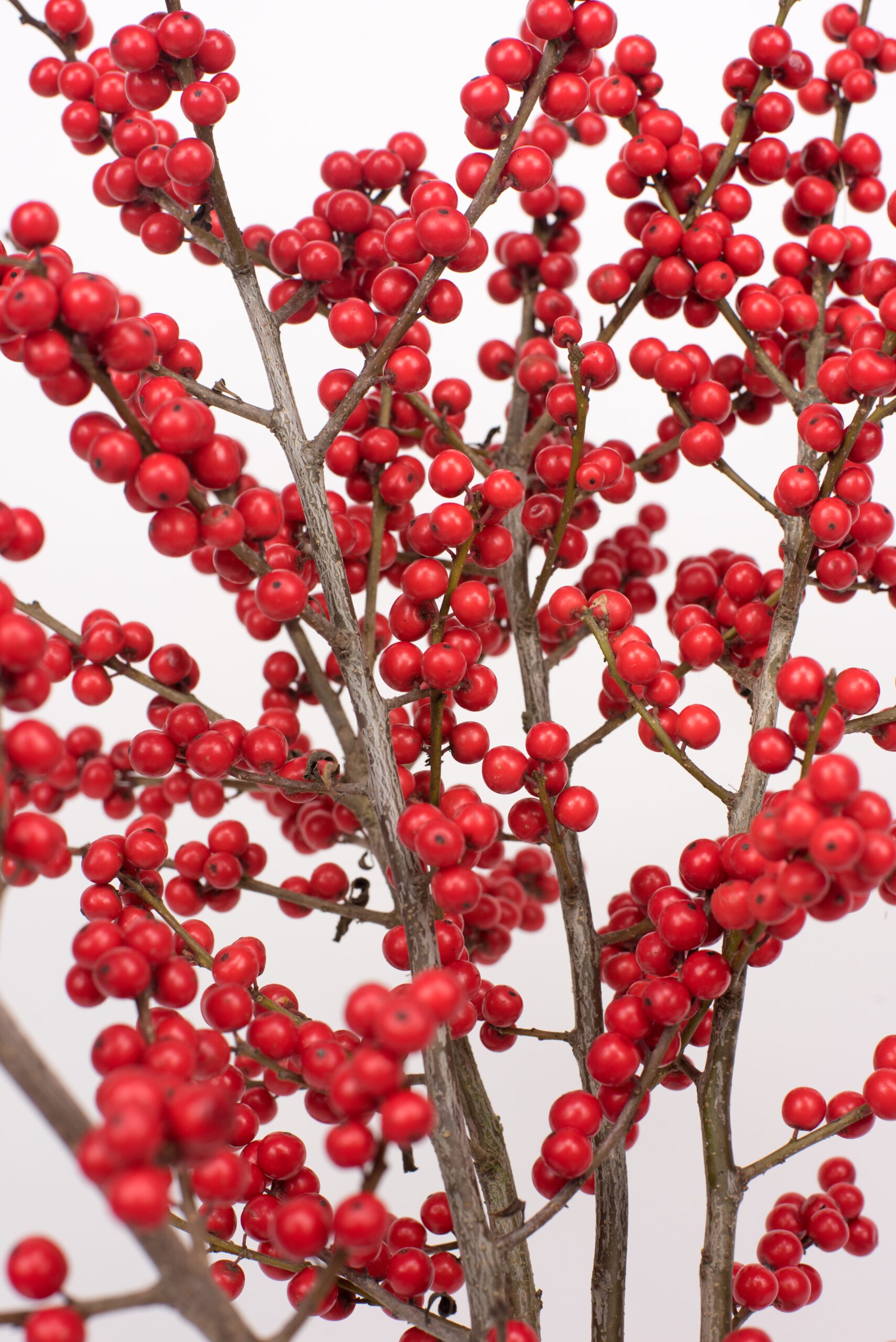 ilex kersttakken zoom